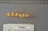 Click for 1 image(s) for this accession. Spike
